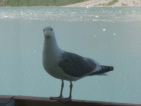 Glacier Bay (104)
