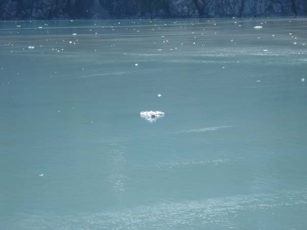 Glacier Bay (47)