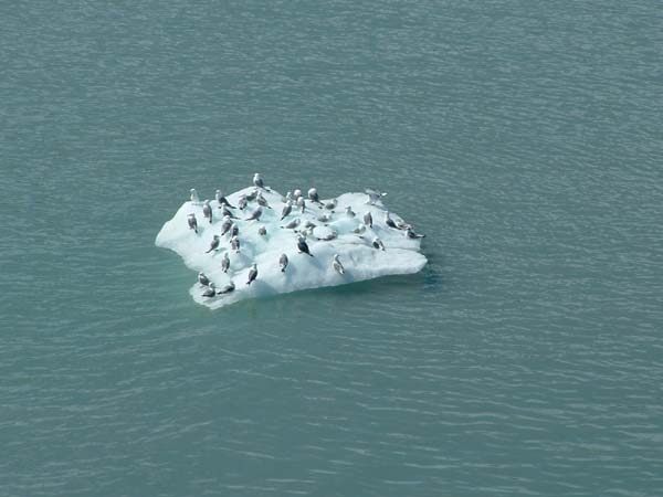 Glacier Bay (72)