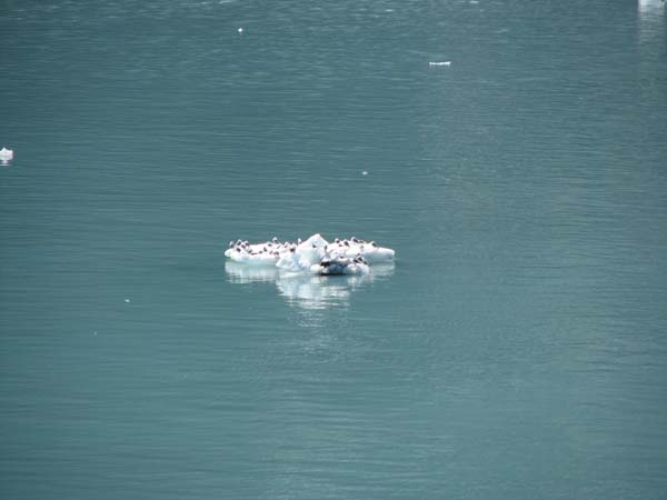 Glacier Bay (93)