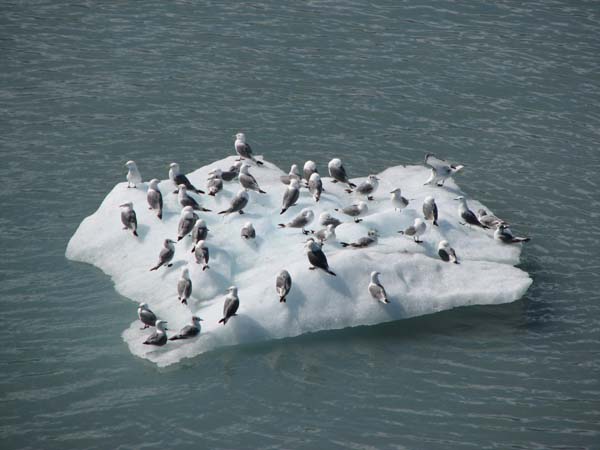 Glacier Bay (96)