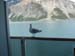Glacier Bay (103)