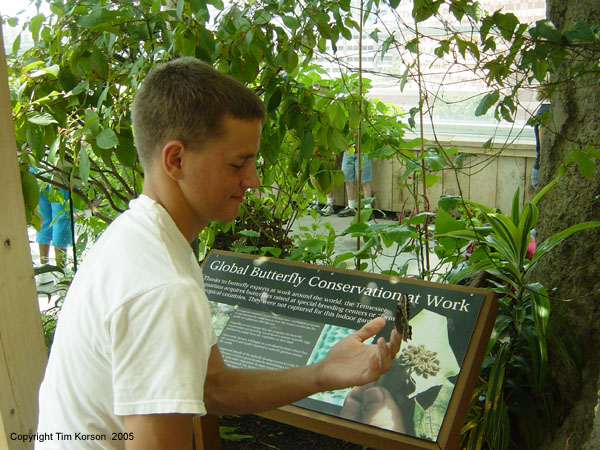 butterfly conservation