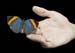 hand and butterfly